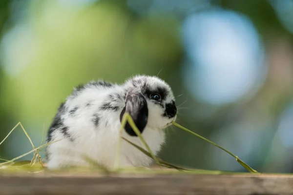 Coniglio Mangiare Erba Con Sfondo Bokeh Coniglietto Animale Domestico Holland — Foto Stock