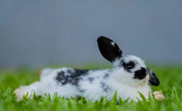 Conejo Conejo Mascota Animales —  Fotos de Stock