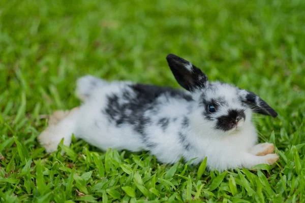 Kanin Kanin Husdjur Djur — Stockfoto