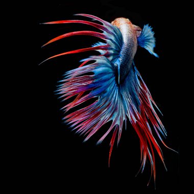 Yarım ay betta balığı, siyam balığı dövüşü, balığın hareketini yakalama, balık kuyruğunun soyut arkaplanı.