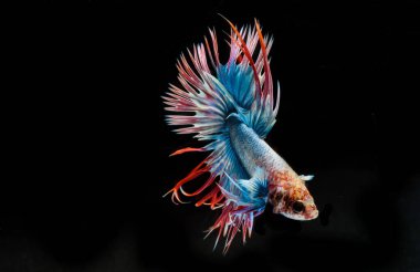 Dövüşen balıklar, betta ihtişamı, Crowntail betta, siyam dövüşen balıklar, hareket eden balıkları yakalama