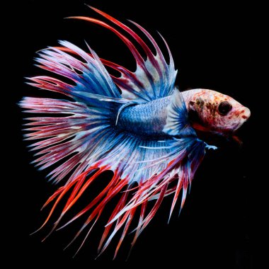 Dövüşen balıklar, betta ihtişamı, Crowntail betta, siyam dövüşen balıklar, hareket eden balıkları yakalama