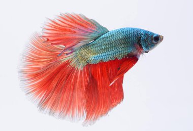 Yarım ay betta balığı, siyam savaşçısı balık, betta ihtişamı