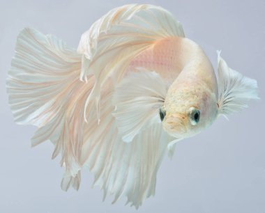 Yarım ay betta balığı, siyam balığı dövüşü, balığın hareketini yakalama, balık kuyruğunun soyut arkaplanı.