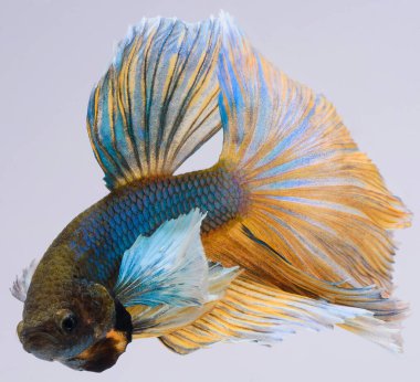 Yarım ay betta balığı, siyam savaşçısı balık, betta ihtişamı