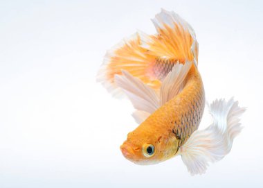 Yarım ay betta balığı, siyam savaşçısı balık, betta ihtişamı