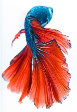 Yarım ay betta balığı, siyam savaşçısı balık, betta ihtişamı