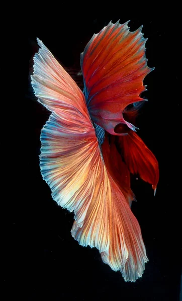 Halfmoon Betta Fish Siam Fighting Fish Capture Moving Fish Abstract — Stok Foto