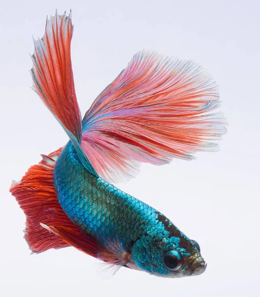 Halfmoon Betta Fish Siamese Fighting Fish Betta Splendens — Foto Stock