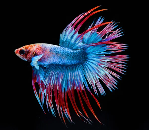 Halfmoon Betta Fish Siamese Fighting Fish Betta Splendens — Stock Photo, Image