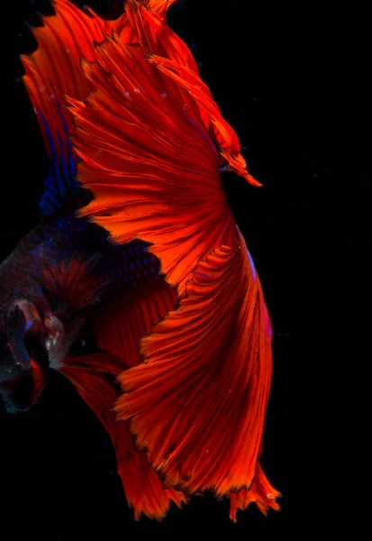 Halfmoon Betta Fish Siamese Fighting Fish Betta Splendens — Stock Photo, Image