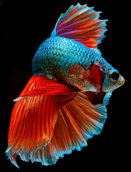 Peces Betta Media Luna Peces Siameses Lucha Betta Splendens — Foto de Stock