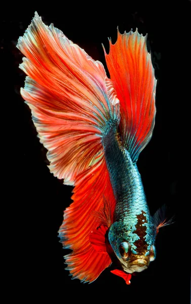 Peces Betta Media Luna Peces Siameses Lucha Betta Splendens —  Fotos de Stock