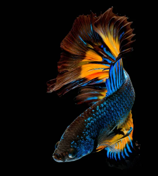 Напівмісячна Риба Бета Сиамська Риба Чудова Бета Версія — стокове фото
