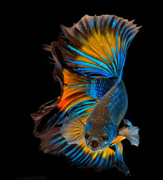 Peixe Betta Meia Lua Peixe Combate Siamês Betta Splendens — Fotografia de Stock