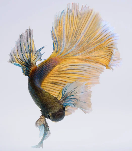 Полумесяц Betta Рыбы Сиамские Боевые Рыбы Захват Перемещения Рыбы Абстрактный — стоковое фото