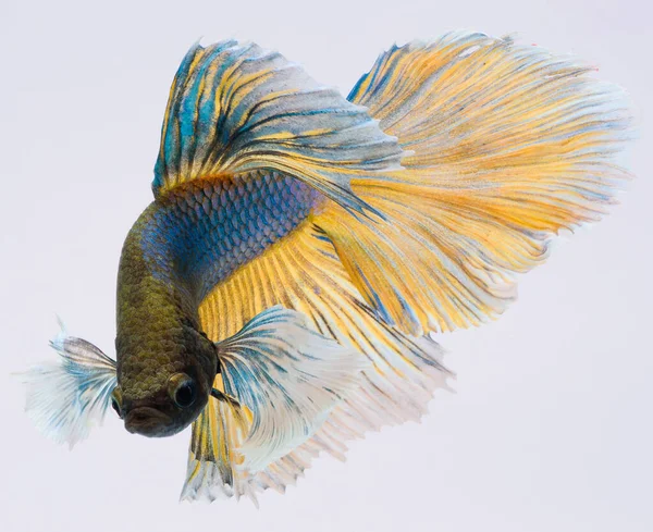 Peces Betta Media Luna Peces Siameses Lucha Betta Splendens — Foto de Stock