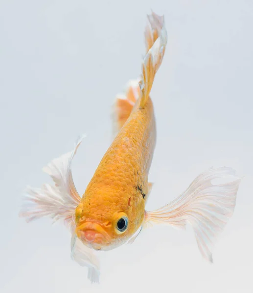 Halfmoon Betta Fish Siamese Fighting Fish Betta Splendens — Stock Photo, Image