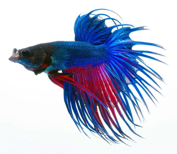 Halfmoon Betta Fish Siamese Fighting Fish Betta Splendens — Stock Photo, Image