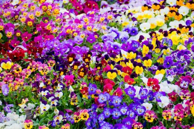 Düğün dekorasyonu çiçek arkaplanı, renkli arka plan, taze gül,