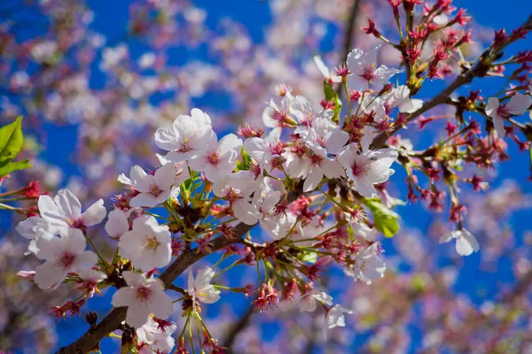 Sakura flower at japan,  nature background,