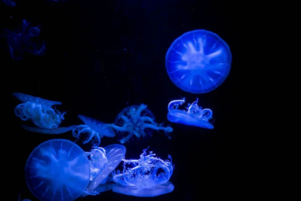 jellyfish at aquarium, dangerous animals