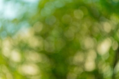 yeşil bokeh arkaplanı, bulanık arkaplan bırak