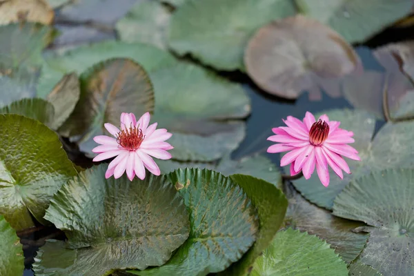 Beautiful Lotus Flower Pond Droplet Water Lotus Pink White Color — Stock Photo, Image