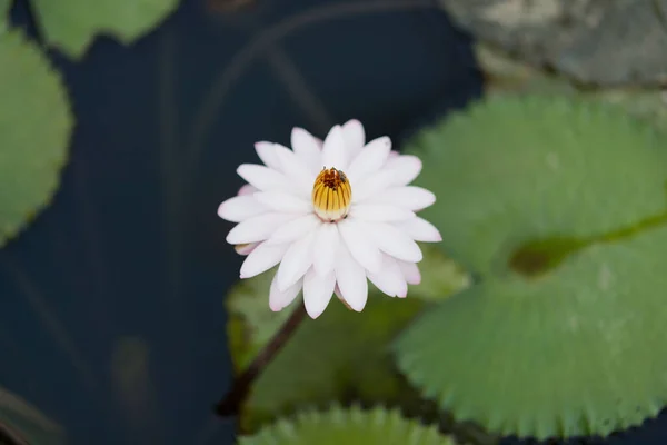 Красивый Цветок Лотоса Пруду Капля Воды Лотосе Розовый Белый Цвет — стоковое фото