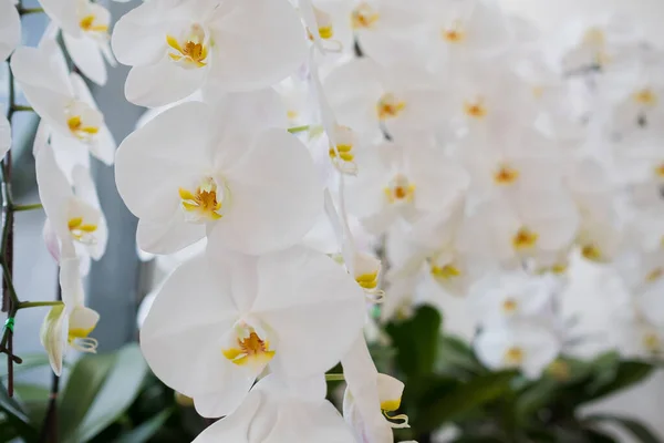 Orchidea Fiore Bel Fiore Natura Sfondo — Foto Stock