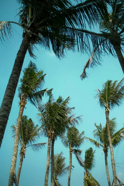 Agradável Tropical Com Céu Azul Palmeiras Árvore Licença Verde — Fotografia de Stock