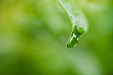 Terkedilmiş su, yeşil yaprak doğa 