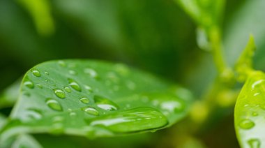 Terkedilmiş su, yeşil yaprak doğa 