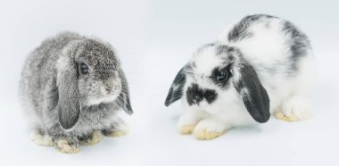 Beyaz arka planda tavşan, tavşan evcil hayvan, Holland Lop