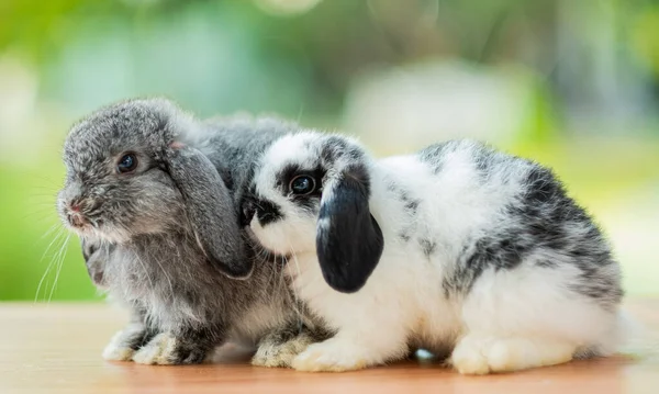 Кролик Кролик Животные — стоковое фото