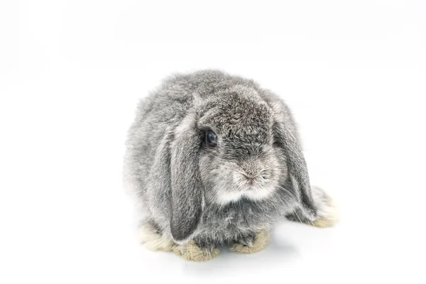 Kaninchen Auf Weißem Hintergrund Hasenhaustier Hollandlop — Stockfoto