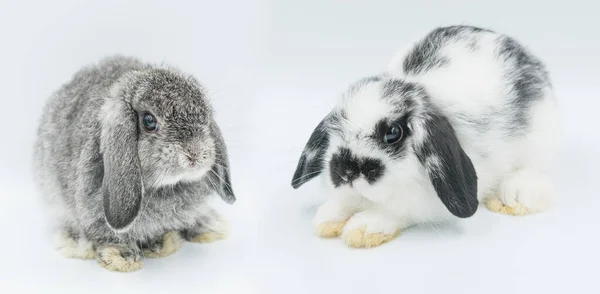 Králík Bílém Pozadí Králík Mazlíček Holandské Lop — Stock fotografie