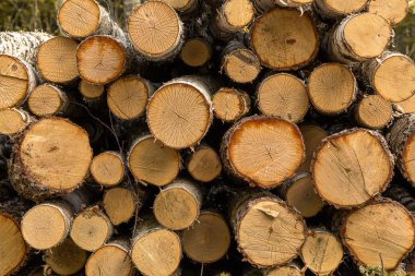 Satır, ahşap günlükleri ve Ağaç Kereste Sanayi.