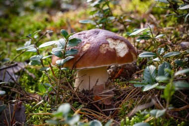 Çimlerde mantar. Cep (Boletus edulis) ormanda büyüyor