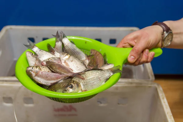 Gros Plan Personne Tenant Passoire Verte Pleine Poissons Crus — Photo