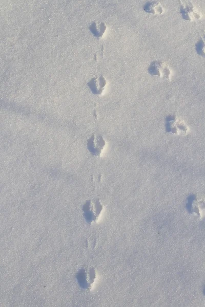 Huellas Animales Nieve Durante Día — Foto de Stock