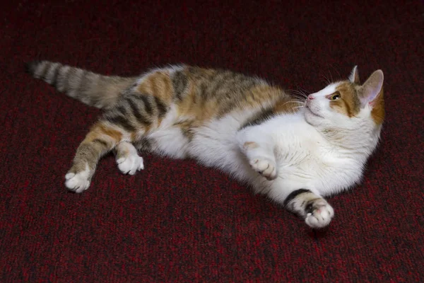 Strzał Zbliżenie Ładny Kot Leżący Tle Czerwonego Dywanu — Zdjęcie stockowe