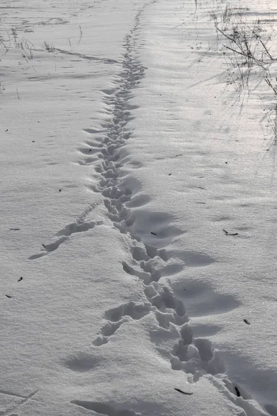 Eläinten Jalanjäljet Lumessa Päivällä — kuvapankkivalokuva