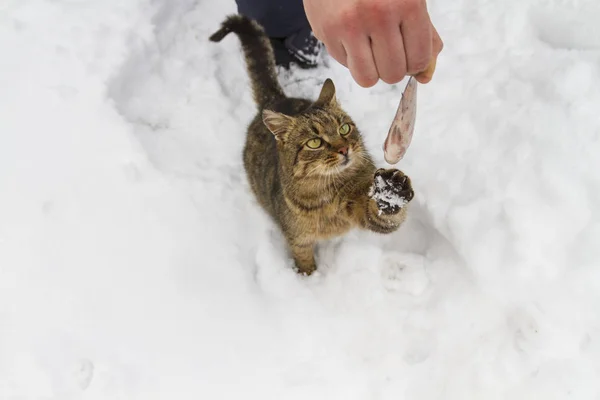 Closeup of person hand feeding cat by fish outdoors, snow background