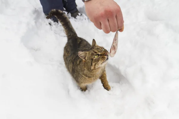 Arka Plan Açık Havada Balık Tarafından Kişi Besleme Kedi Closeup — Stok fotoğraf