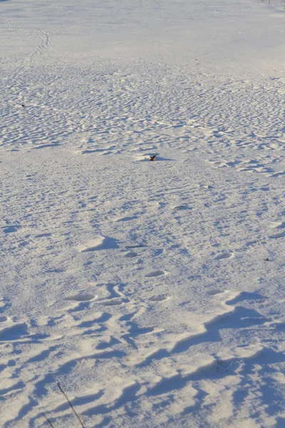 白天雪上的动物脚印 — 图库照片