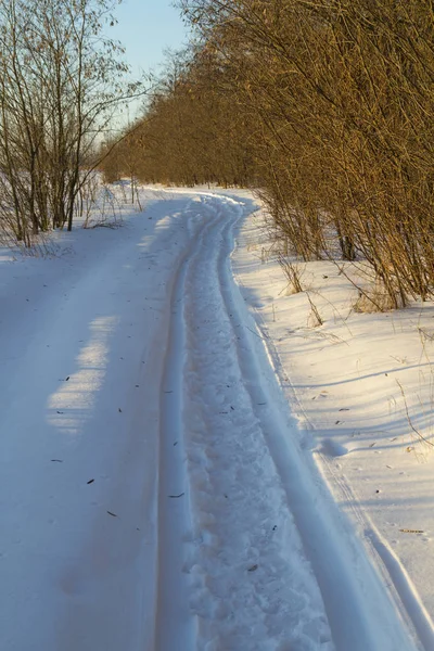 Сценический Вид Зимнего Луга Покрытого Снегом Замороженными Растениями Днем Лицензионные Стоковые Фото