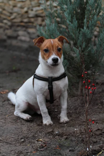 Porträtt Jack Russell Terrier Gick Gatan — Stockfoto