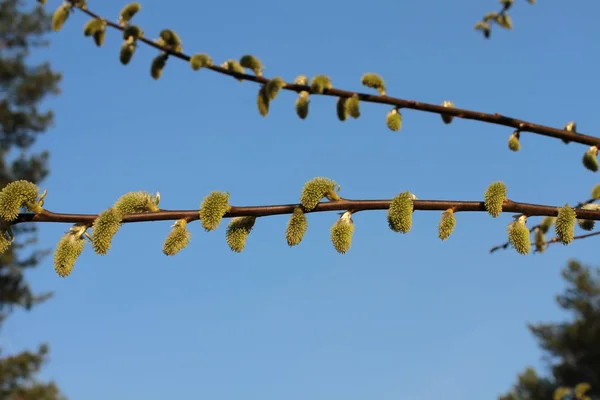 春天的第一棵树开花 — 图库照片