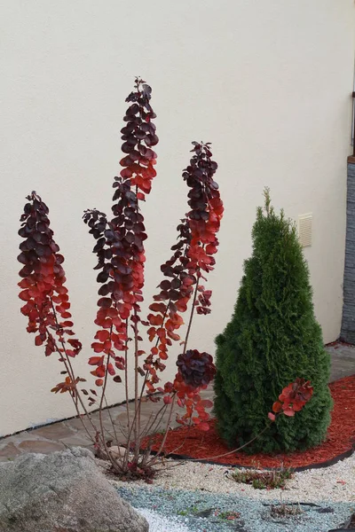Close Plantas Vermelhas Crescendo Jardim — Fotografia de Stock
